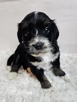 Althea , a female Miniature Bernedoodle for sale in Cabool, MO – 3 of 5