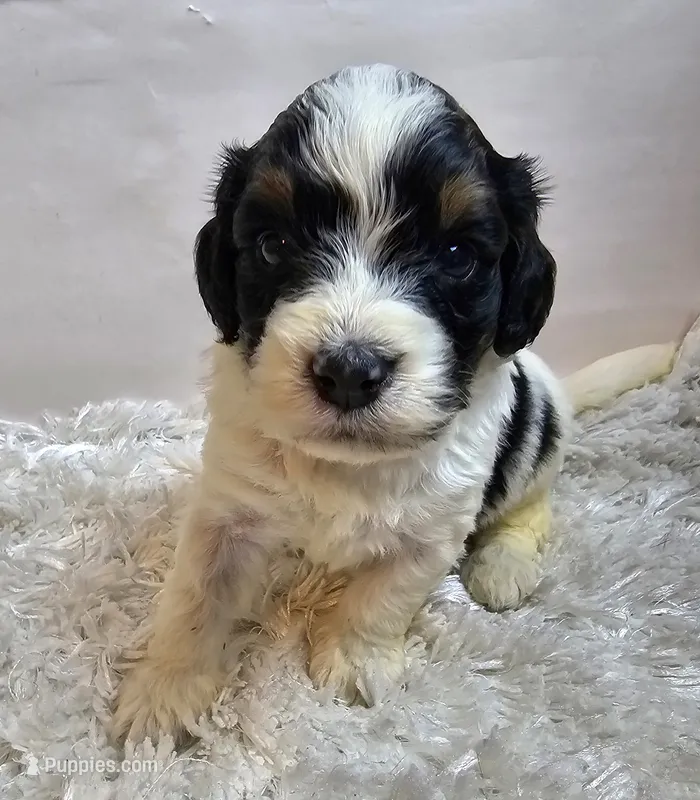 Keith – Miniature Bernedoodle puppy for sale in Cabool, MO