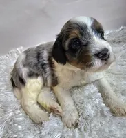 Russet, a male Miniature Bernedoodle for sale in Cabool, MO – 5 of 5