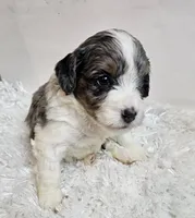 Autumn, a female Miniature Bernedoodle for sale in Cabool, MO – 4 of 5