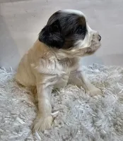 Clementine , a female Miniature Bernedoodle for sale in Cabool, MO – 5 of 5