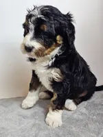 Rose, a female Bernedoodle for sale in Cabool, MO – Photo 3 of 4