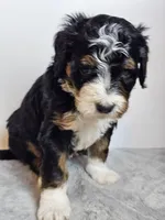 Rose, a female Bernedoodle for sale in Cabool, MO – Photo 4 of 4