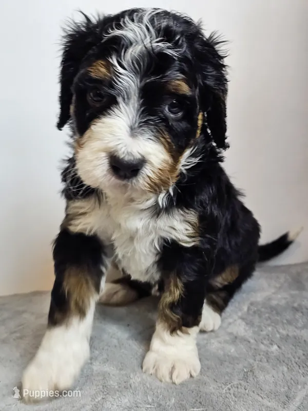 Rose, a female Bernedoodle for sale in Cabool, MO – Photo 1 of 4