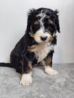 Rose, a female Bernedoodle for sale in Cabool, MO – Photo 2 of 4