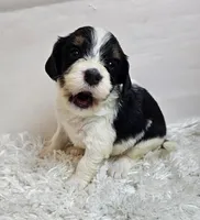 Amaya, a female Miniature Bernedoodle for sale in Cabool, MO – 2 of 5