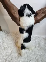 Keith, a male Miniature Bernedoodle for sale in Cabool, MO – 5 of 5