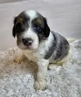 Russet, a male Miniature Bernedoodle for sale in Cabool, MO – 3 of 5