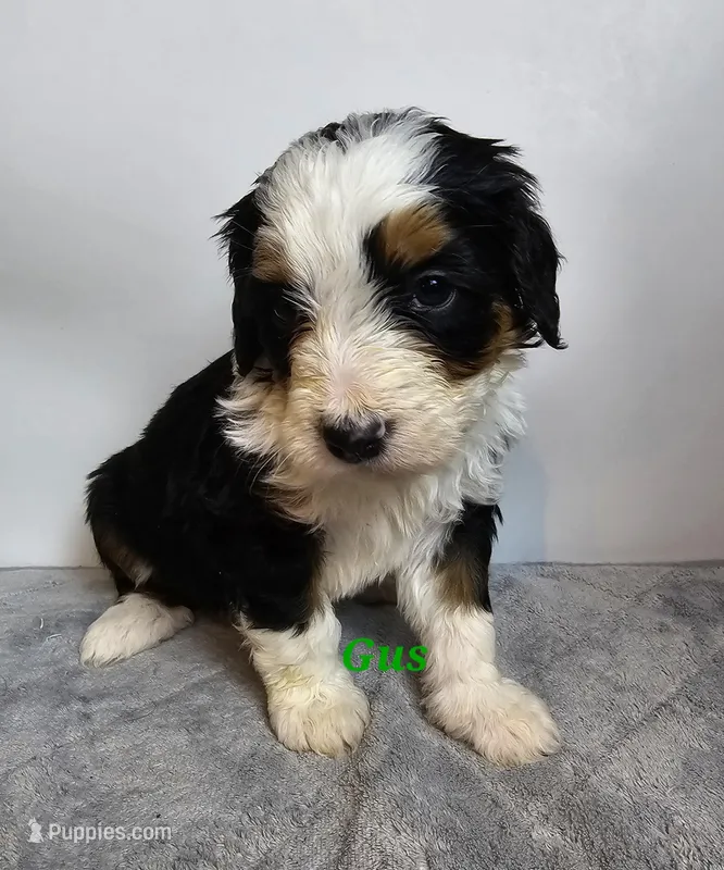 Gus, a male Bernedoodle for sale in Cabool, MO – Photo 1 of 3