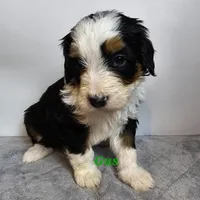 Gus, a male Bernedoodle for sale in Cabool, MO – Photo 2 of 3