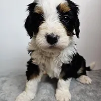 Gus, a male Bernedoodle for sale in Cabool, MO – Photo 1 of 3