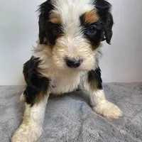 Gus, a male Bernedoodle for sale in Cabool, MO – Photo 3 of 3