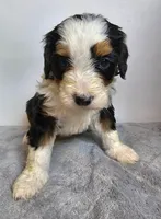 Gus, a male Bernedoodle for sale in Cabool, MO – Photo 3 of 3
