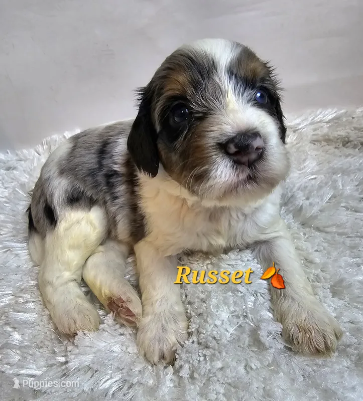Russet – Miniature Bernedoodle puppy for sale in Cabool, MO