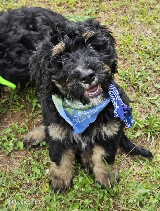 Miss Gray, a female Bernedoodle for sale in Cabool, MO – Photo 1 of 4