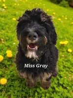 Miss Gray, a female Bernedoodle for sale in Cabool, MO – Photo 4 of 4