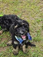 Miss Gray, a female Bernedoodle for sale in Cabool, MO – Photo 3 of 4