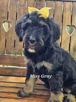 Miss Gray, a female Bernedoodle for sale in Cabool, MO – Photo 2 of 4