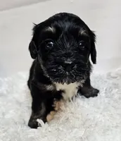 Maisie , a female Miniature Bernedoodle for sale in Cabool, MO – 2 of 5