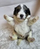 Autumn, a female Miniature Bernedoodle for sale in Cabool, MO – 5 of 5