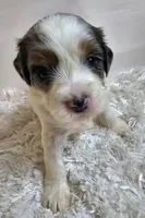 Clementine , a female Miniature Bernedoodle for sale in Cabool, MO – 2 of 5