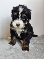 Daisy, a female Bernedoodle for sale in Cabool, MO – Photo 4 of 4
