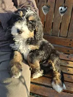 Daisy, a female Bernedoodle for sale in Cabool, MO – Photo 2 of 2