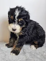 Daisy, a female Bernedoodle for sale in Cabool, MO – Photo 2 of 4