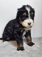 Daisy, a female Bernedoodle for sale in Cabool, MO – Photo 3 of 4
