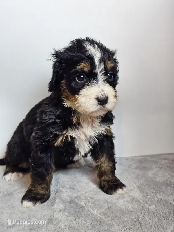 Daisy, a female Bernedoodle for sale in Cabool, MO – Photo 1 of 4