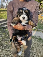 Daisy, a female Bernedoodle for sale in Cabool, MO – Photo 1 of 2