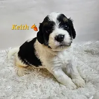Keith, a male Miniature Bernedoodle for sale in Cabool, MO – 2 of 5