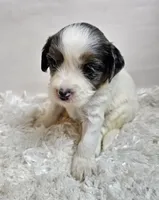 Clementine , a female Miniature Bernedoodle for sale in Cabool, MO – 3 of 5