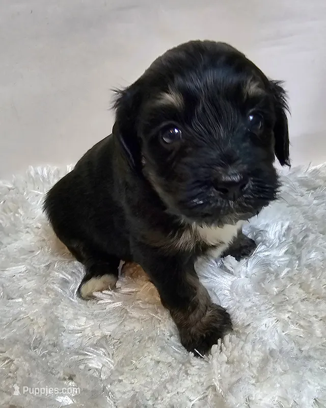 Maisie  – Miniature Bernedoodle puppy for sale in Cabool, MO