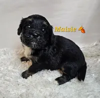 Maisie , a female Miniature Bernedoodle for sale in Cabool, MO – 4 of 5