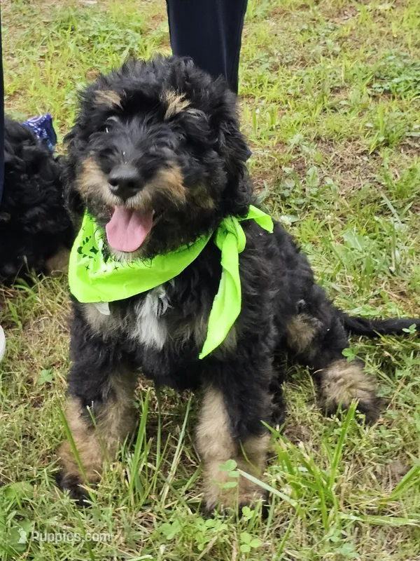 Miss Black, a female Bernedoodle for sale in Cabool, MO – Photo 1 of 5
