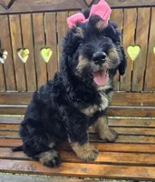 Miss Black, a female Bernedoodle for sale in Cabool, MO – Photo 2 of 5
