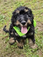 Miss Black, a female Bernedoodle for sale in Cabool, MO – Photo 5 of 5