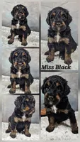 Miss Black, a female Bernedoodle for sale in Cabool, MO – Photo 3 of 5