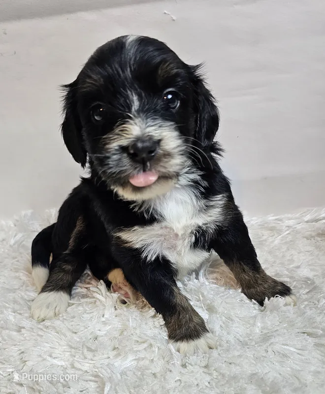 Althea  – Miniature Bernedoodle puppy for sale in Cabool, MO