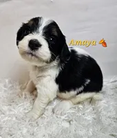 Amaya, a female Miniature Bernedoodle for sale in Cabool, MO – 3 of 5