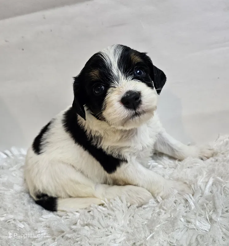 Amaya – Miniature Bernedoodle puppy for sale in Cabool, MO