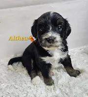 Althea , a female Miniature Bernedoodle for sale in Cabool, MO – 4 of 5