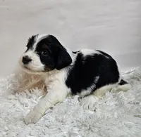 Amaya, a female Miniature Bernedoodle for sale in Cabool, MO – 4 of 5