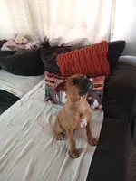 🦖REX 🦖, a male Boxer and American Pit Bull Terrier for sale in Apple Valley, CA – 3 of 7