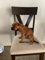 🦖 REX 🦖, a male Boxer for sale in Hesperia, CA – 7 of 10