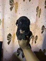 B, a male Pug for sale in Hesperia, CA – 3 of 4