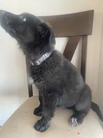 🐺 Lobo 🐺 , a male German Shepherd Dog and Cane Corso for sale in Hesperia, CA – Photo 6 of 9