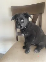 🐺 Lobo 🐺 , a male German Shepherd Dog and Cane Corso for sale in Hesperia, CA – Photo 5 of 9