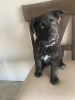 🐺 Lobo 🐺 , a male German Shepherd Dog and Cane Corso for sale in Hesperia, CA – Photo 4 of 9